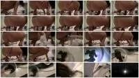 scatting scene preview